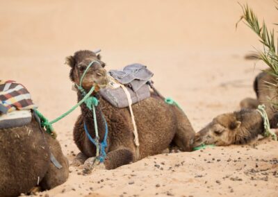 Ausruhende Kamele in der Wüste