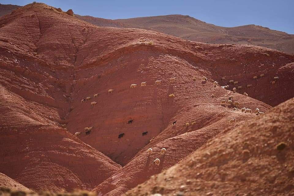 Cabras en una pared rocosa de Marruecos